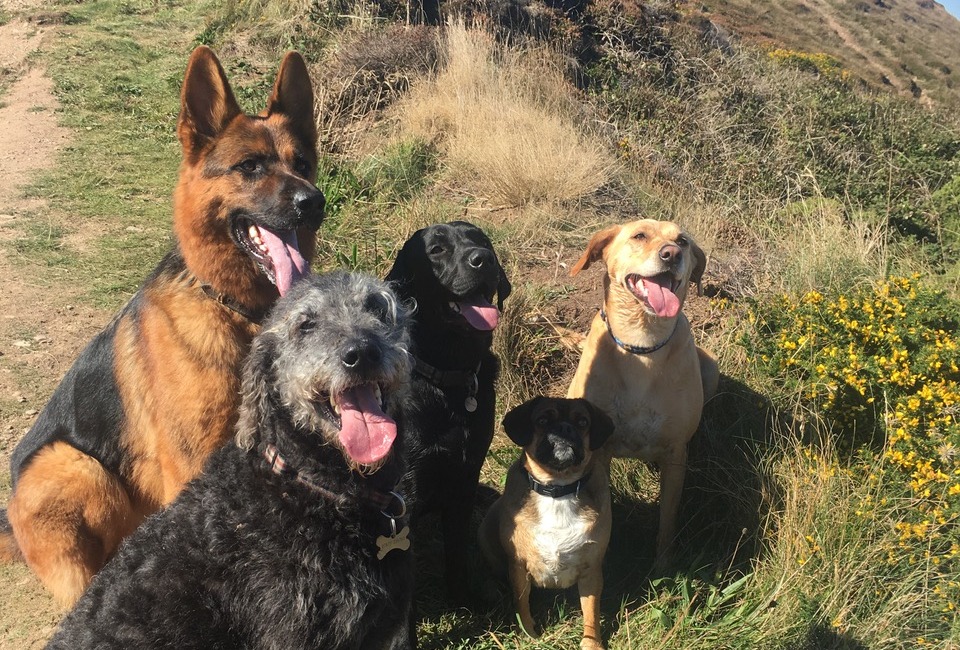 Barking Buddies